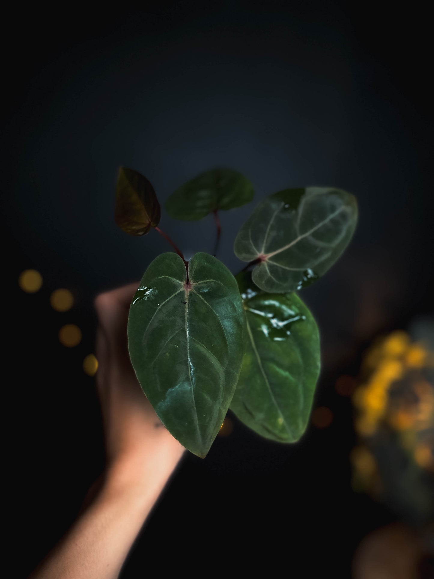 Anthurium Bloodmoon