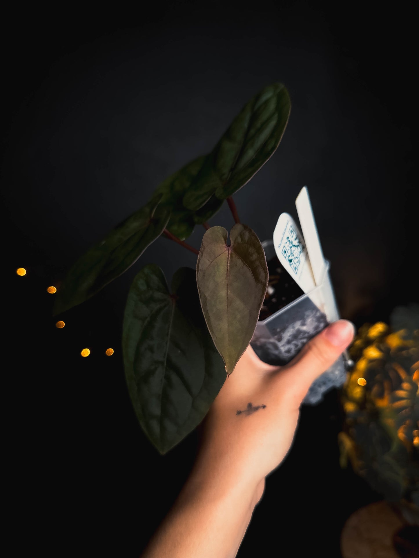Anthurium Bloodmoon