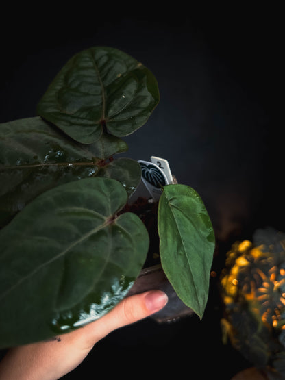 Anthurium Bloodmoon