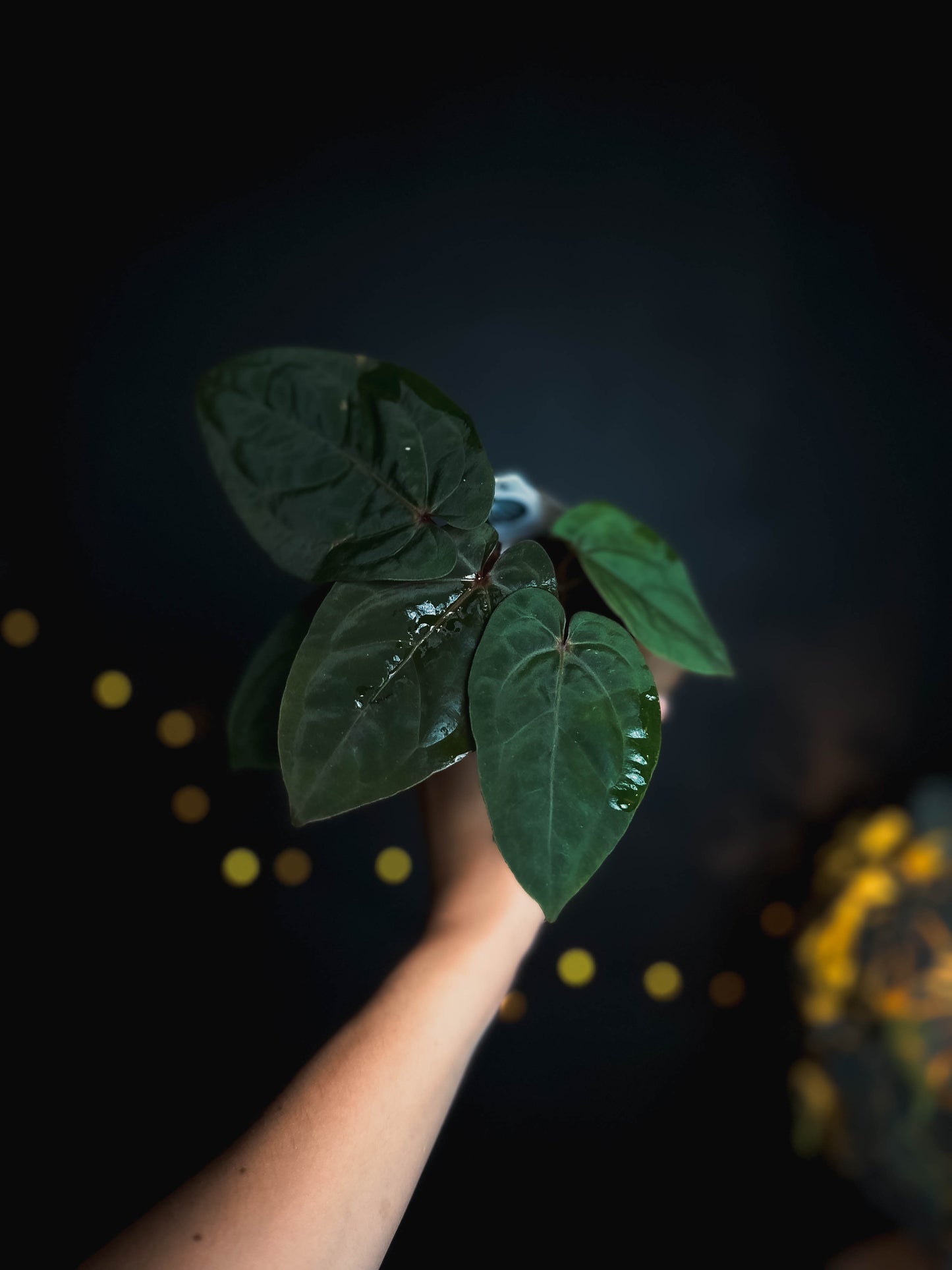 Anthurium Bloodmoon