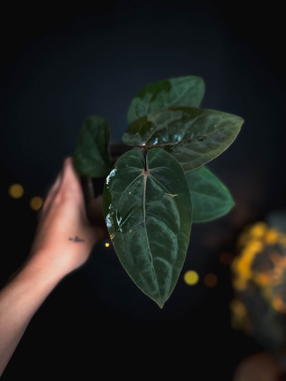 Anthurium Bloodmoon