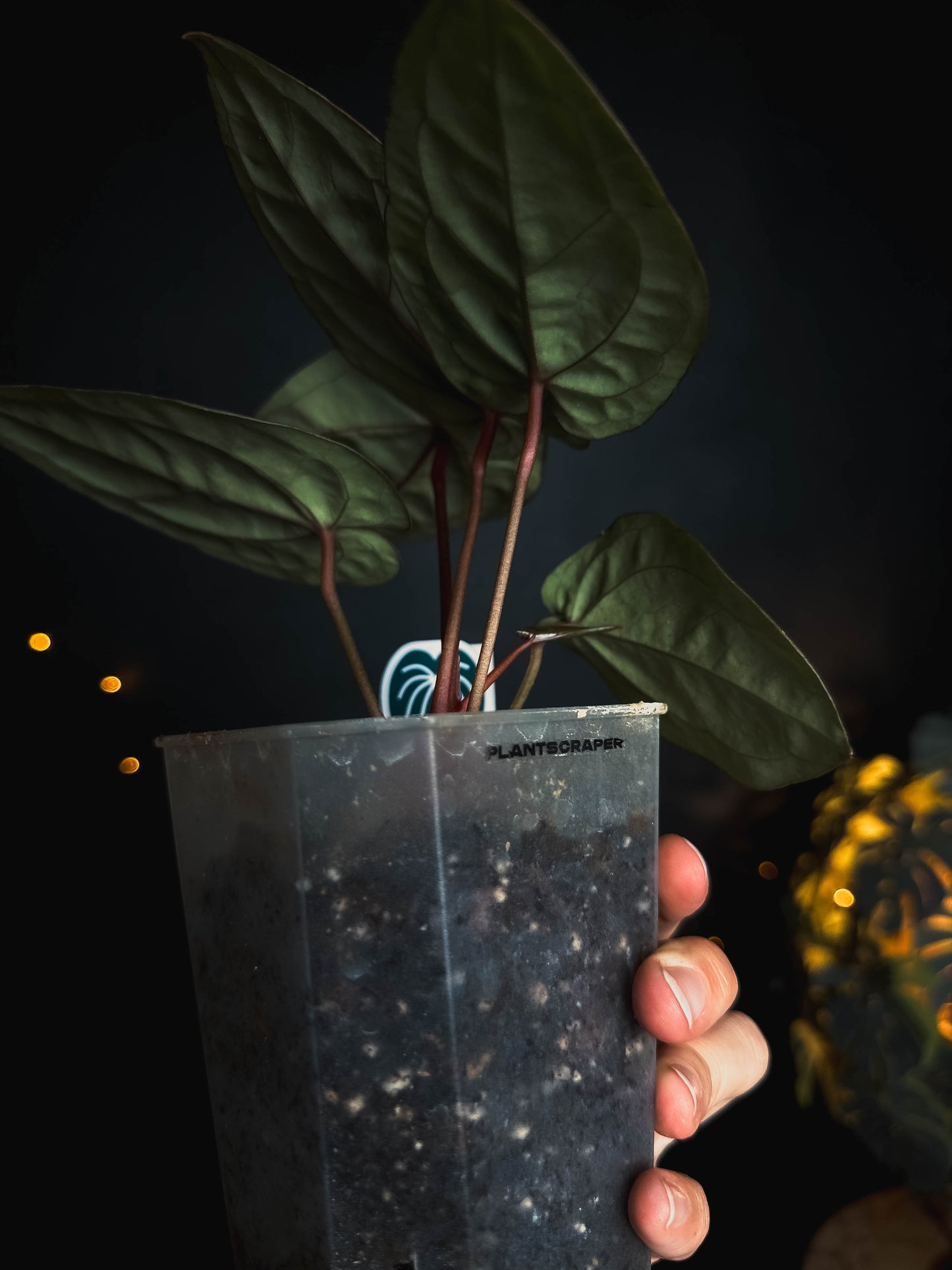 Anthurium Bloodmoon