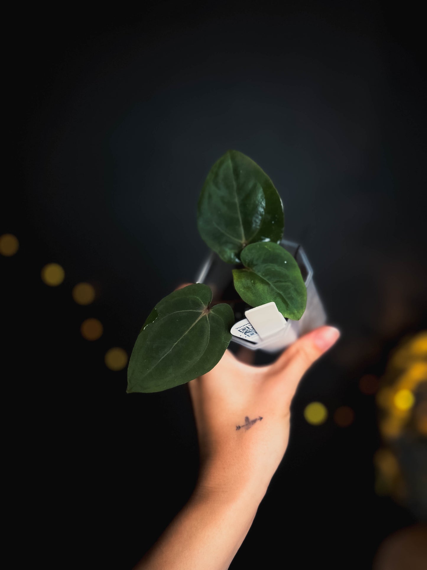 Anthurium Bloodmoon