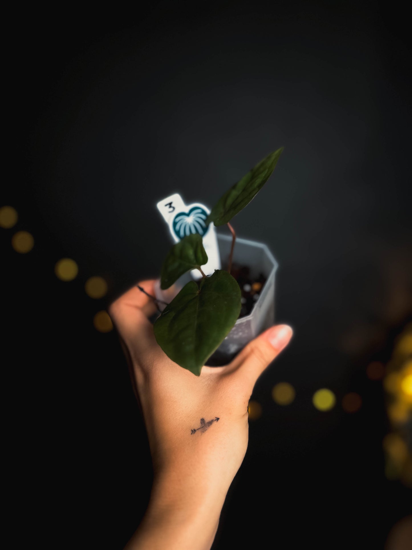 Anthurium Bloodmoon
