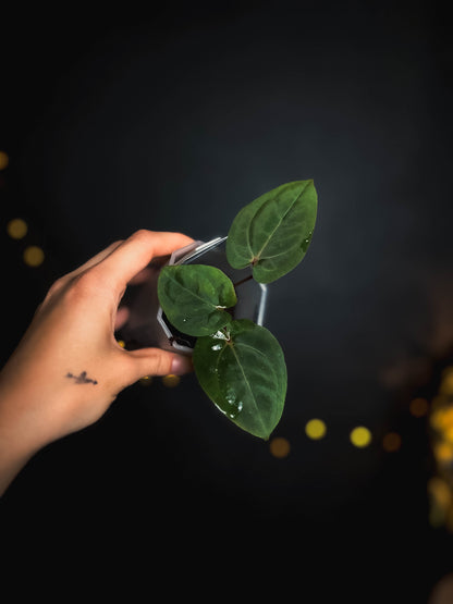 Anthurium Bloodmoon