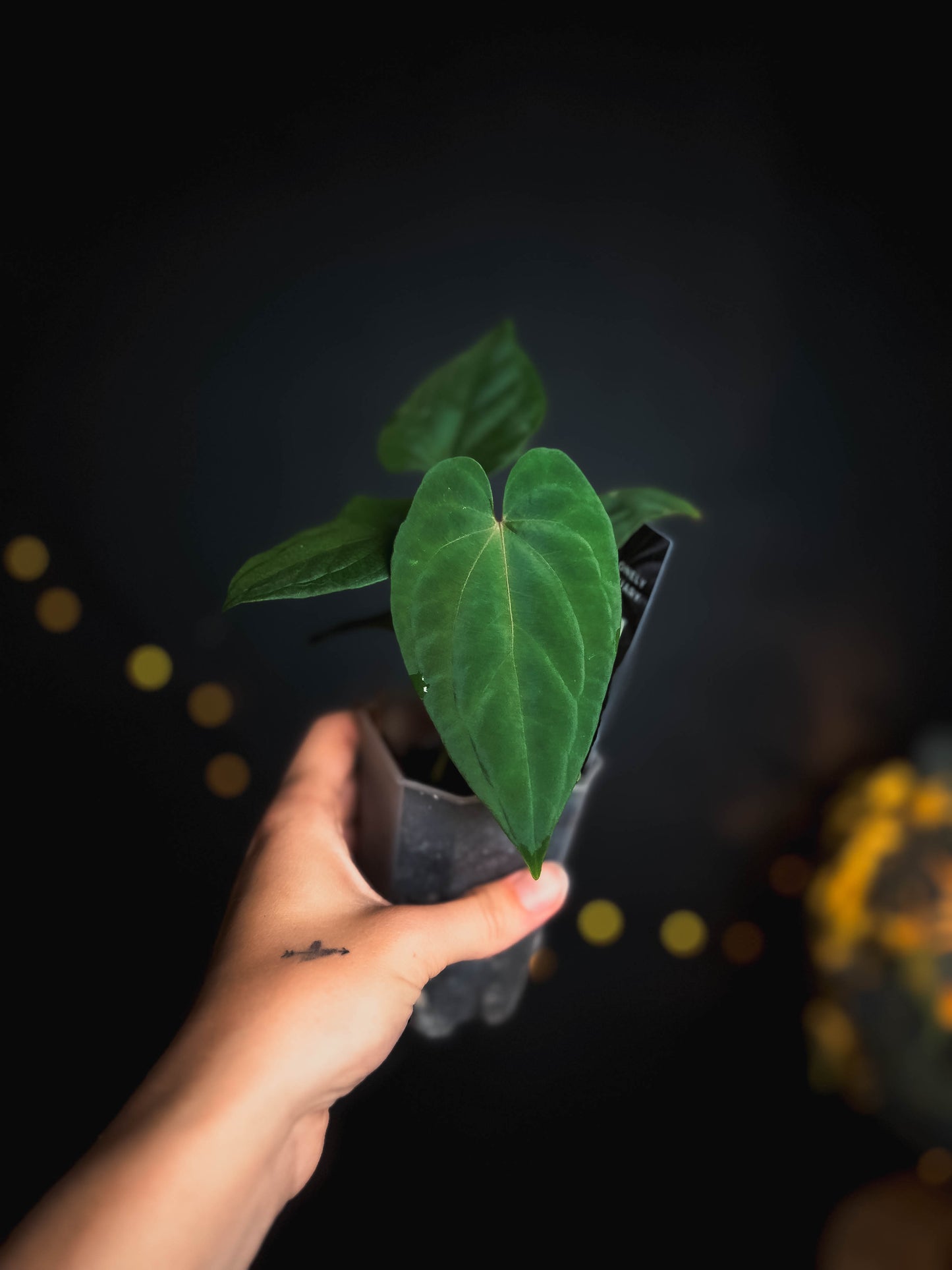 Anthurium kunayalense x (bvep x rvdp) - The Lonely Sanctuary