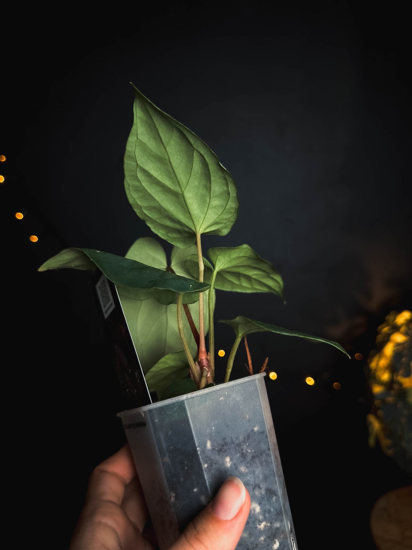 Anthurium kunayalense x (bvep x rvdp) - The Lonely Sanctuary