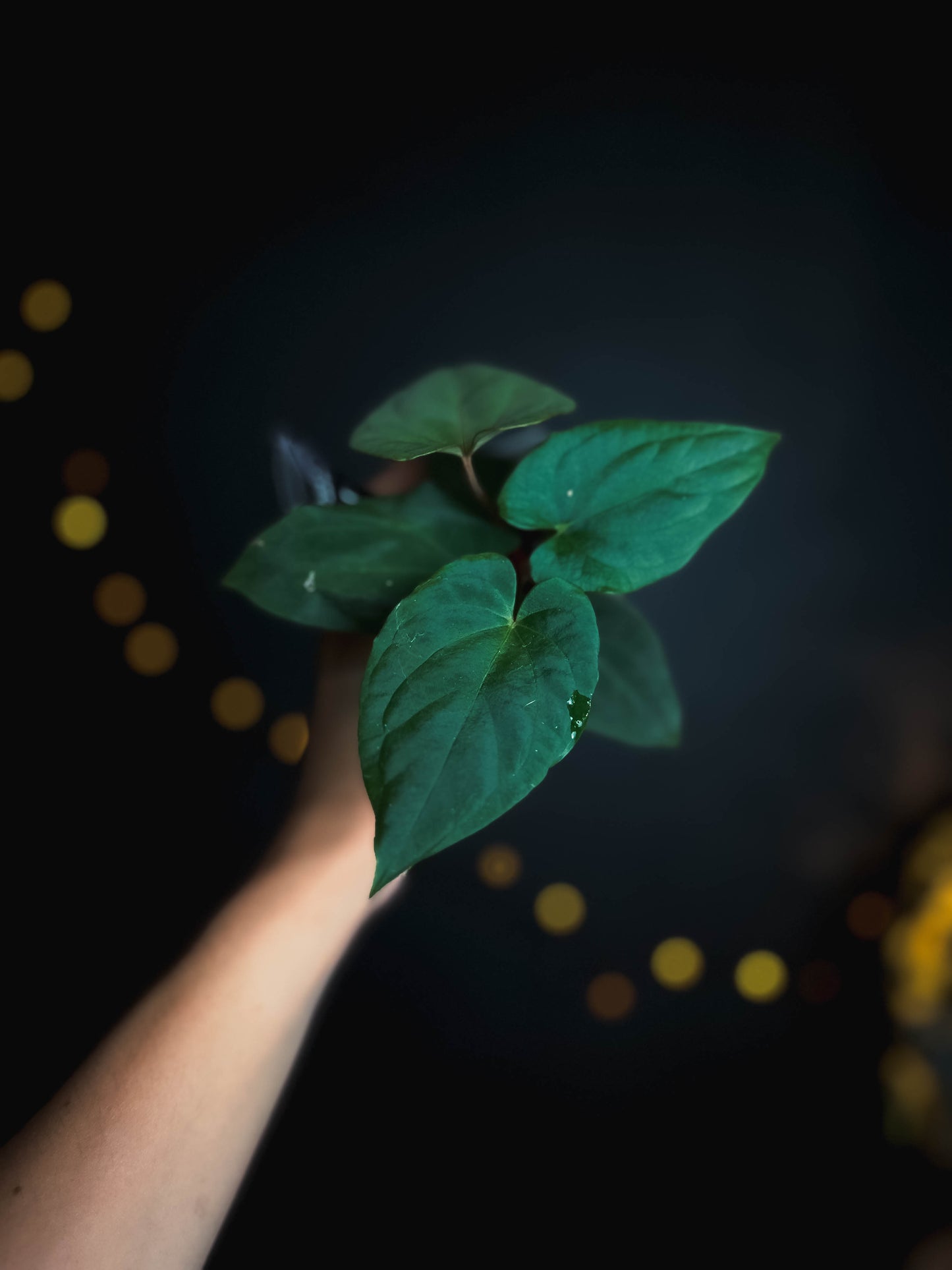 Anthurium kunayalense x (bvep x rvdp) - The Lonely Sanctuary
