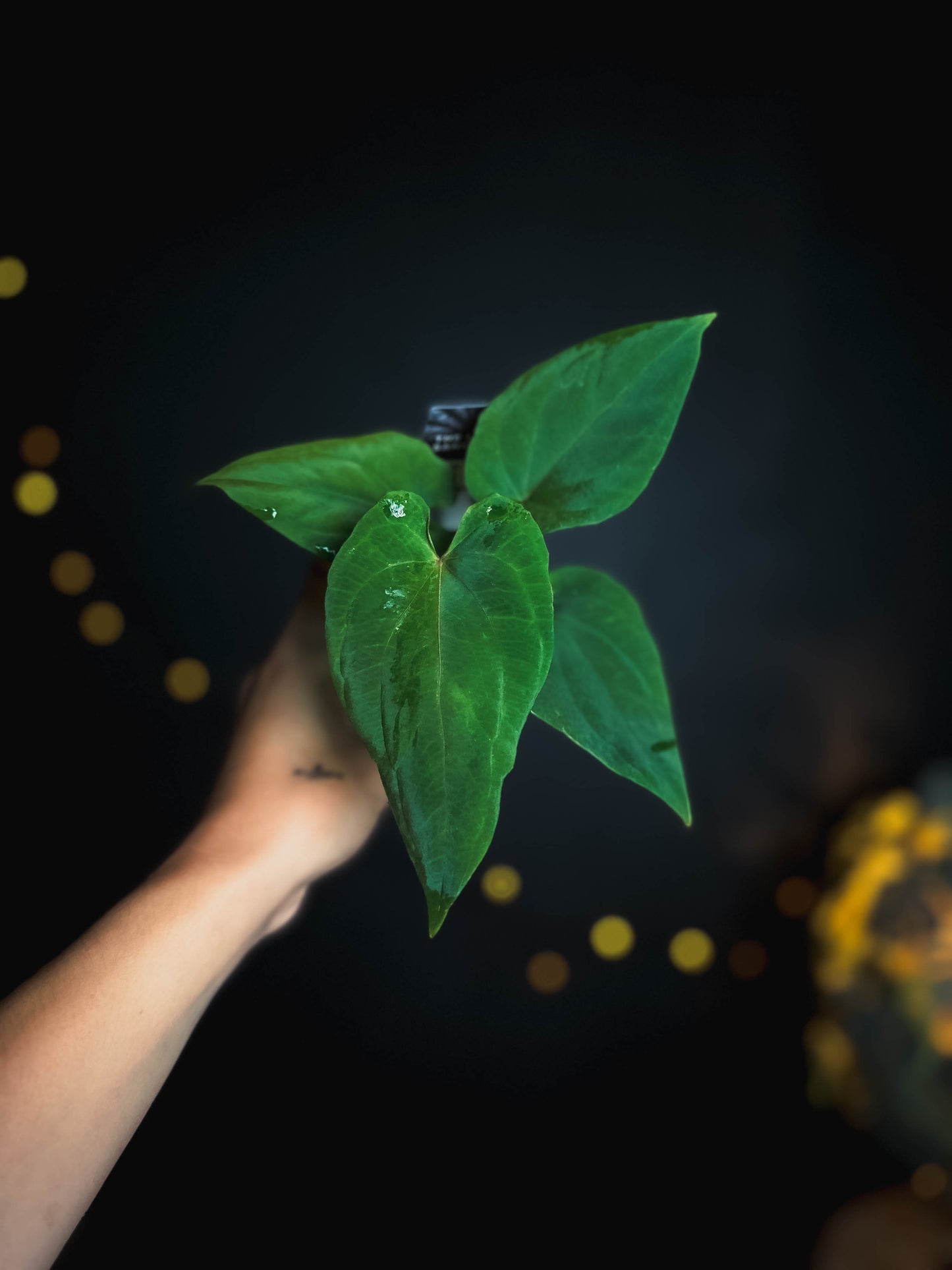 Anthurium kunayalense x (bvep x rvdp) - The Lonely Sanctuary