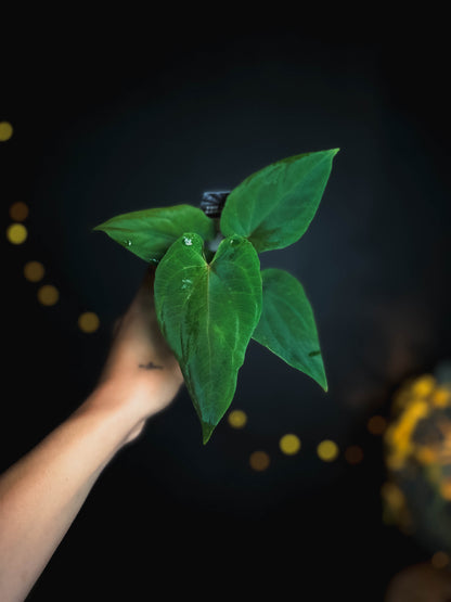 Anthurium kunayalense x (bvep x rvdp) - The Lonely Sanctuary