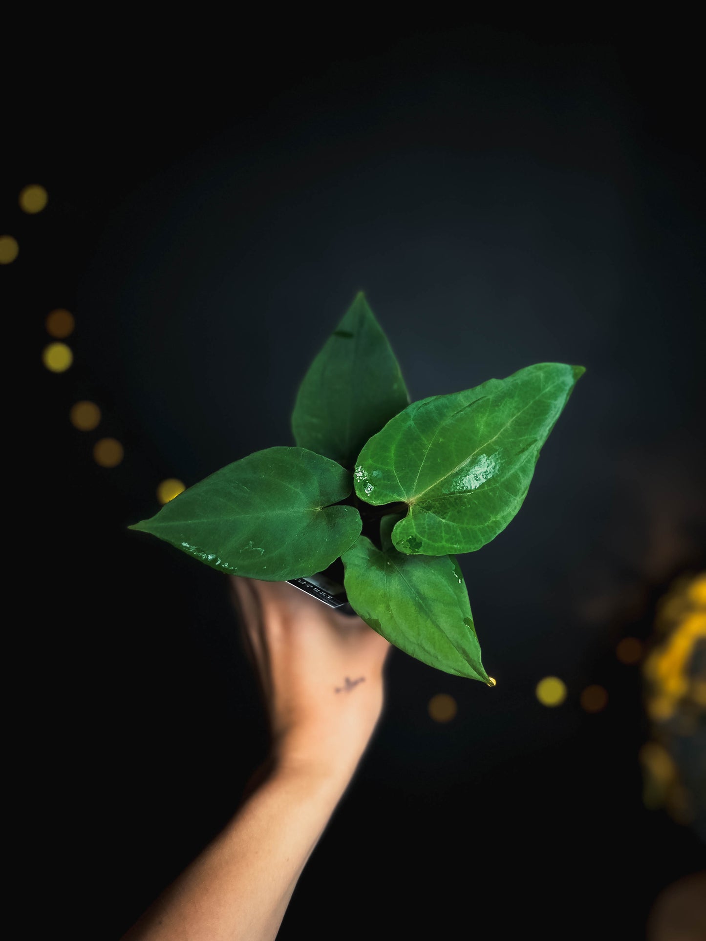 Anthurium kunayalense x (bvep x rvdp) - The Lonely Sanctuary