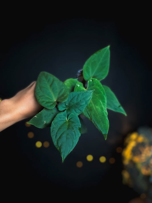 Anthurium kunayalense x (bvep x rvdp) - The Lonely Sanctuary