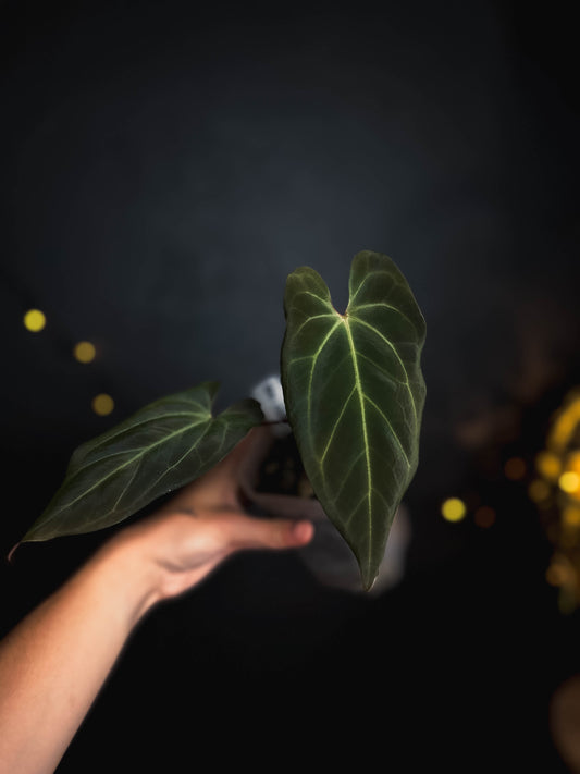 Anthurium Papillilaminum X-one X Besseae