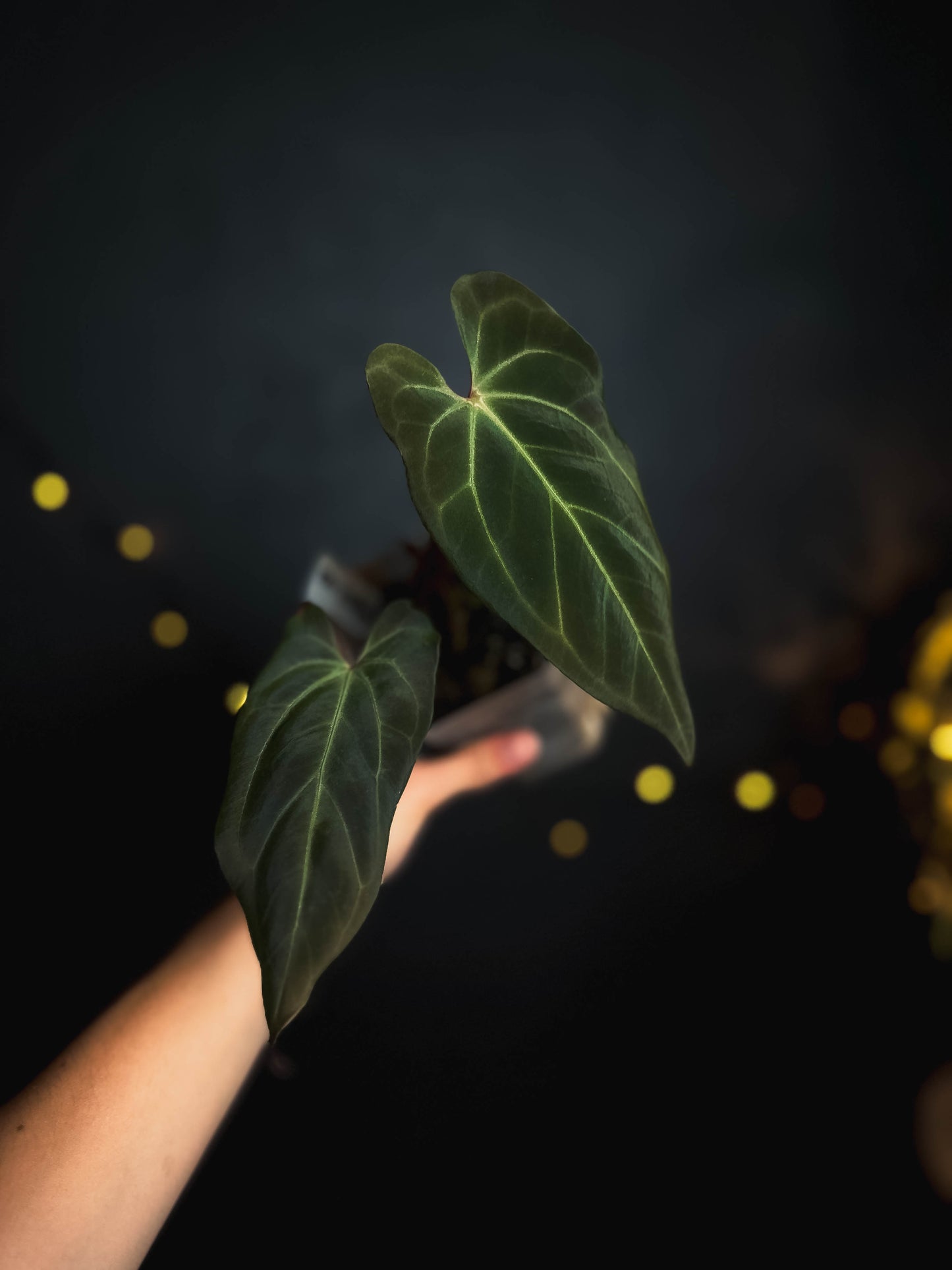 Anthurium Papillilaminum X-one X Besseae