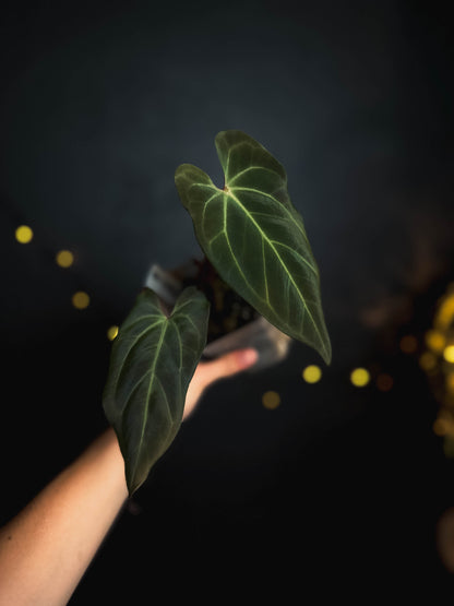 Anthurium Papillilaminum X-one X Besseae