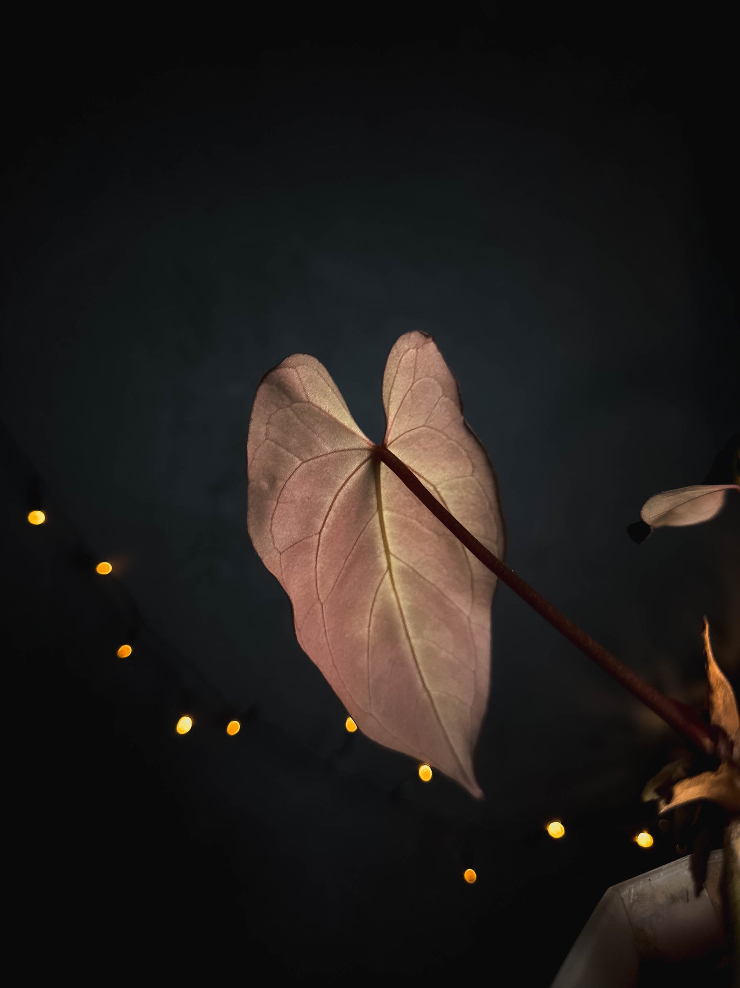 Anthurium Papillilaminum X-one X Besseae