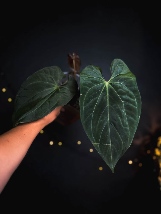Anthurium Fort Sherman mutation - Mother Plant