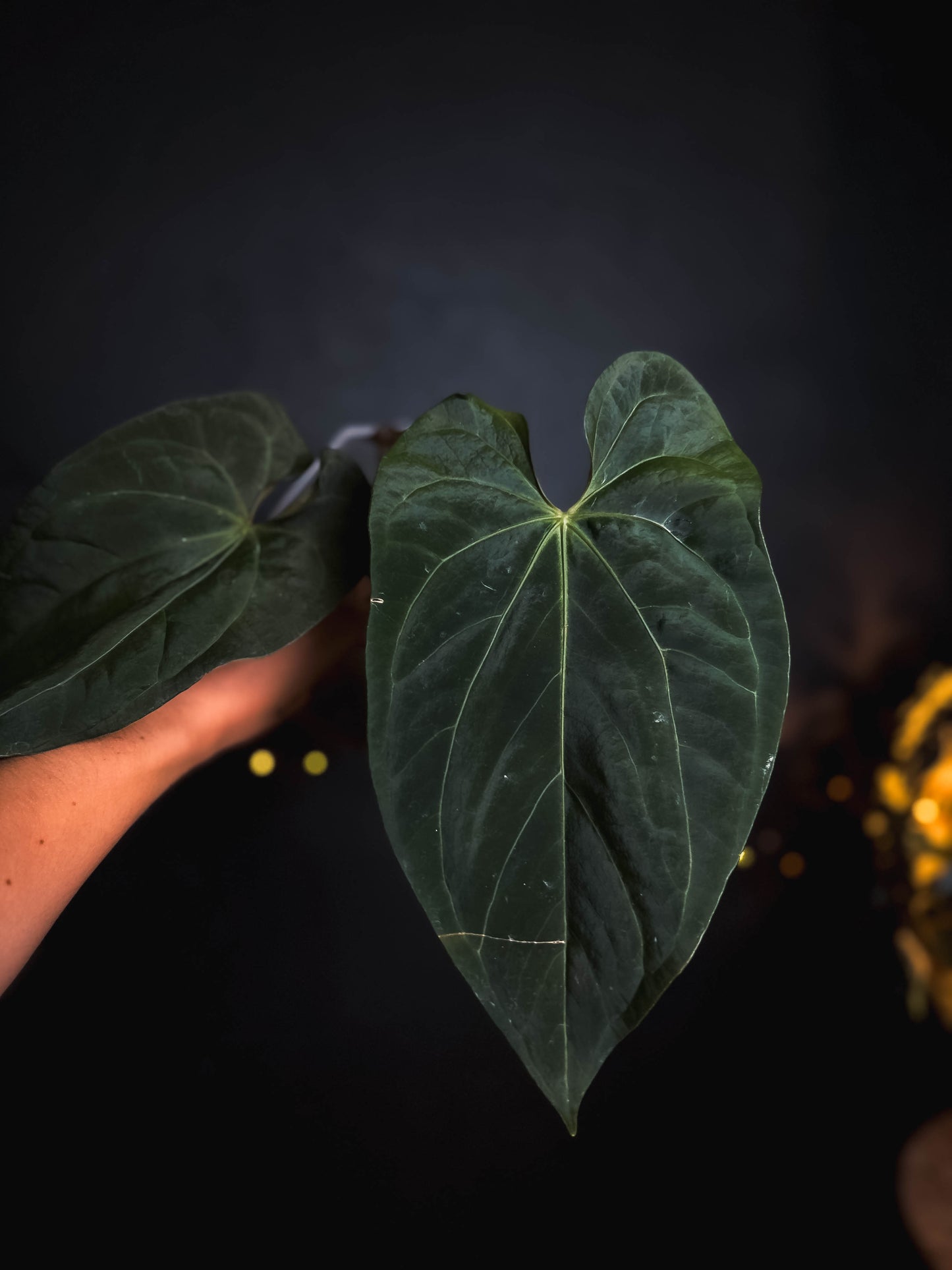 Anthurium Fort Sherman mutation - Mother Plant