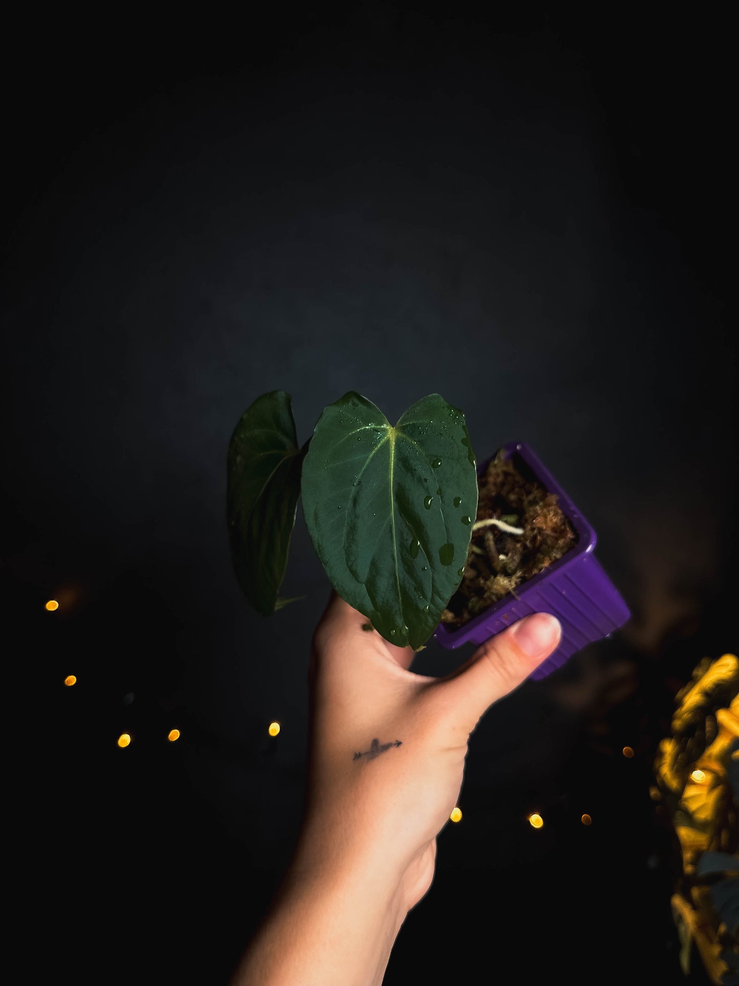 Anthurium Papillilaminum