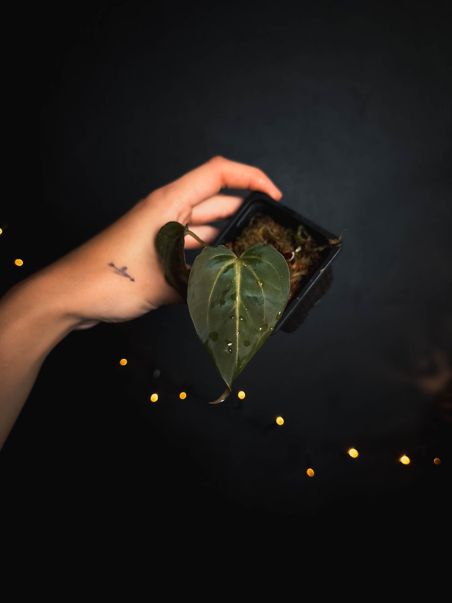 Anthurium Papillilaminum