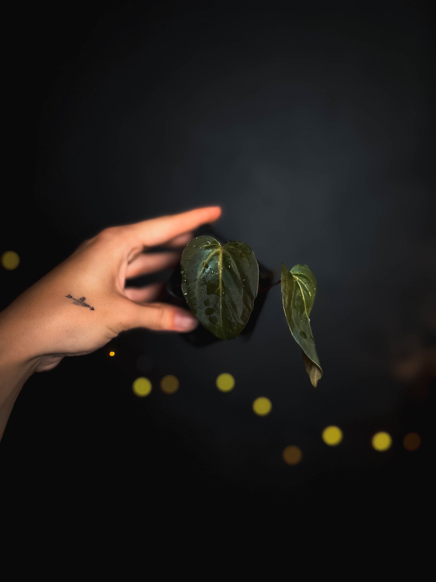 Anthurium Papillilaminum
