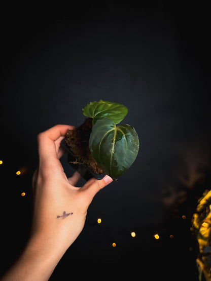 Anthurium Papillilaminum