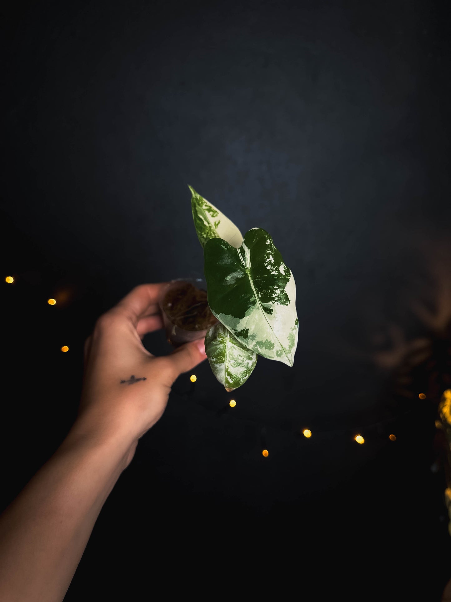 Alocasia frydek