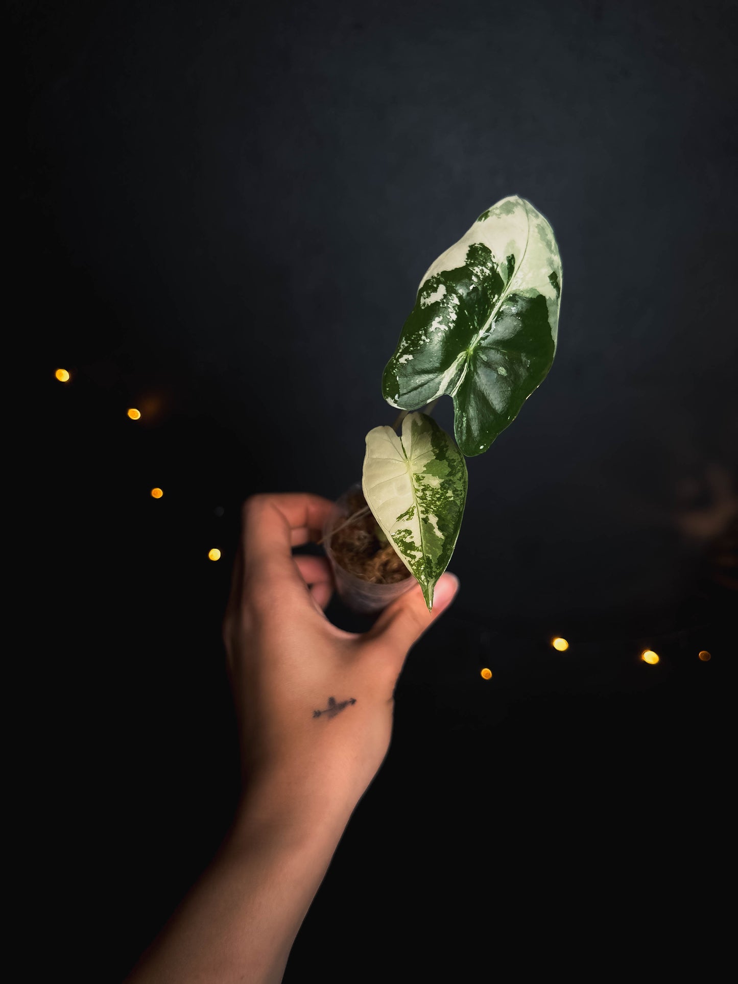 Alocasia frydek