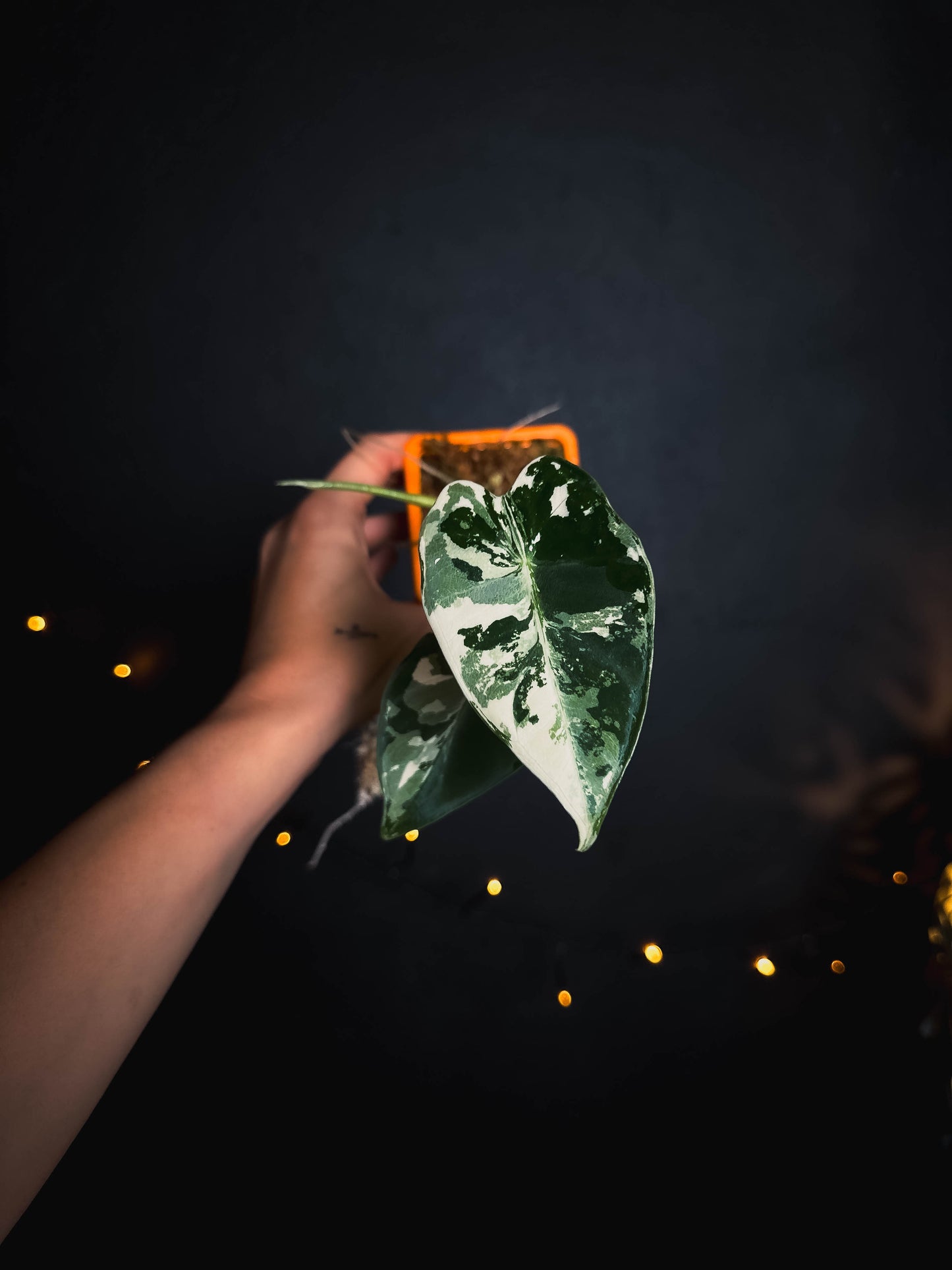 Alocasia frydek