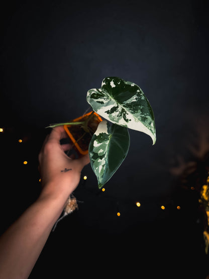 Alocasia frydek