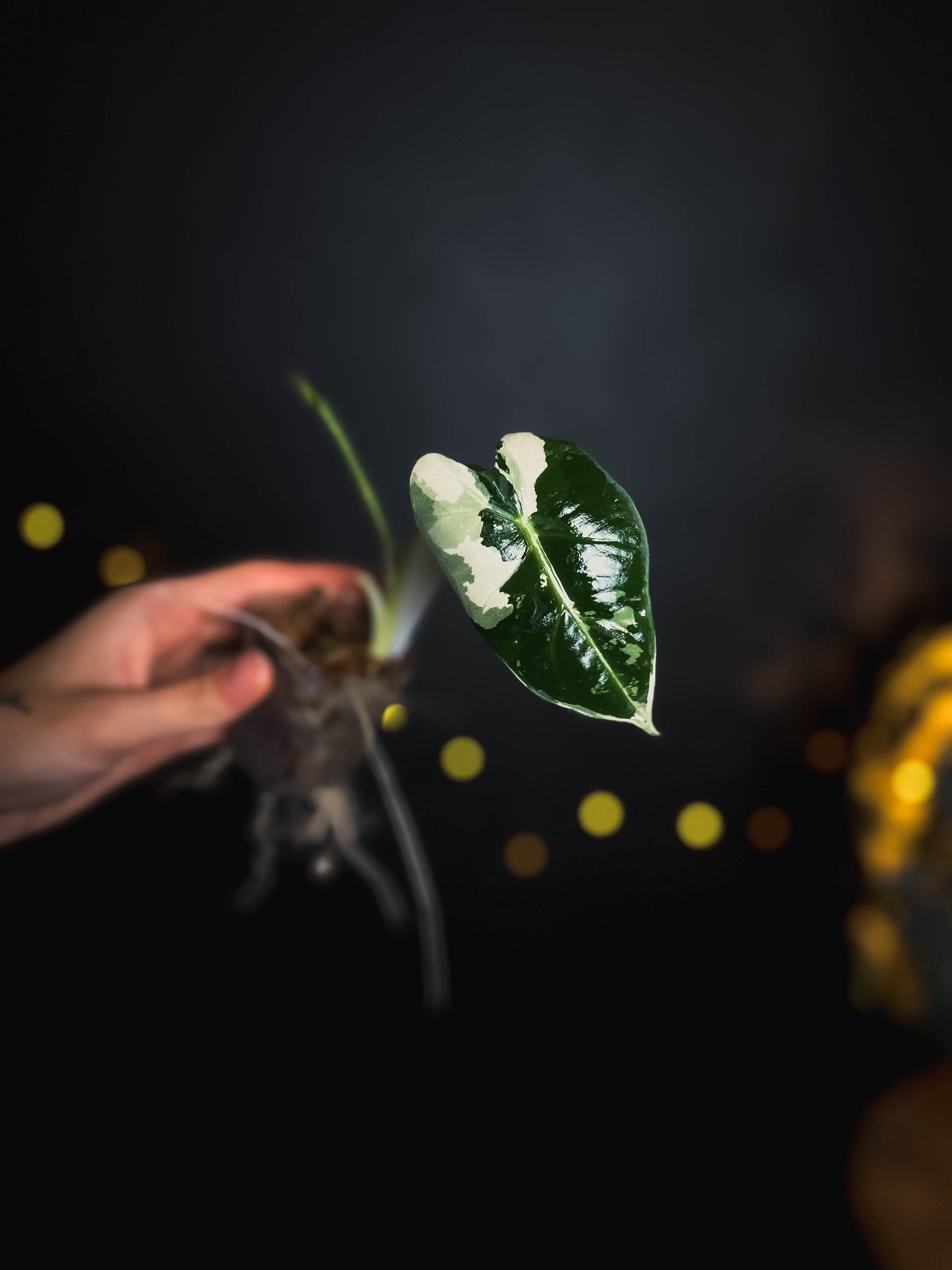 Alocasia frydek