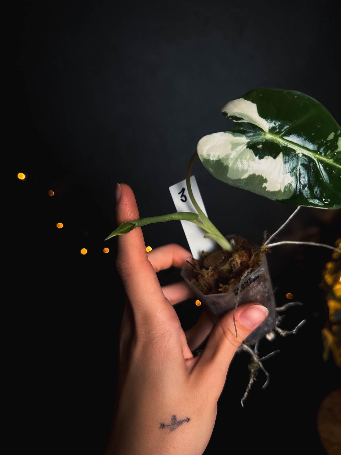 Alocasia frydek