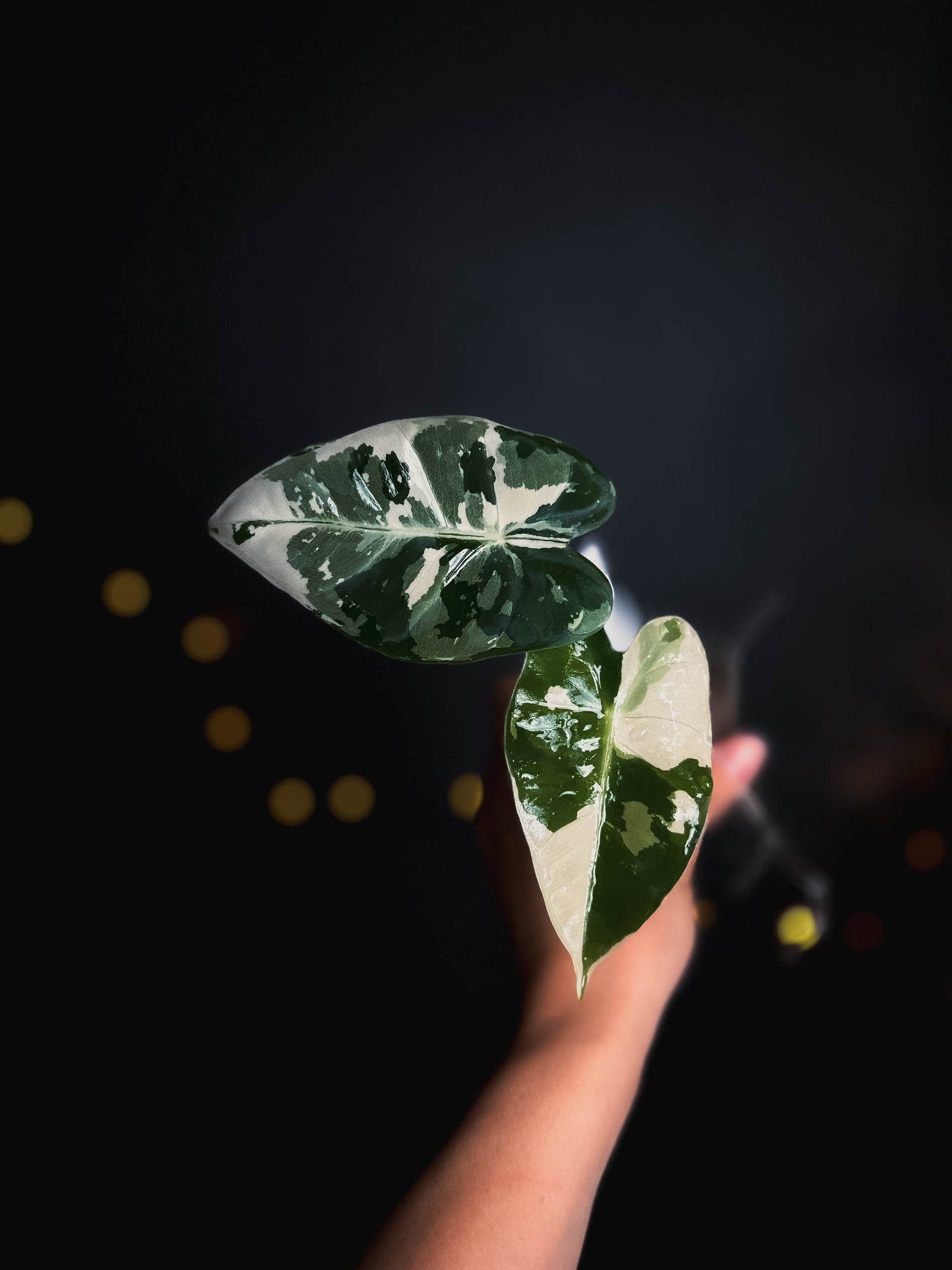 Alocasia frydek