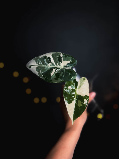 Alocasia frydek