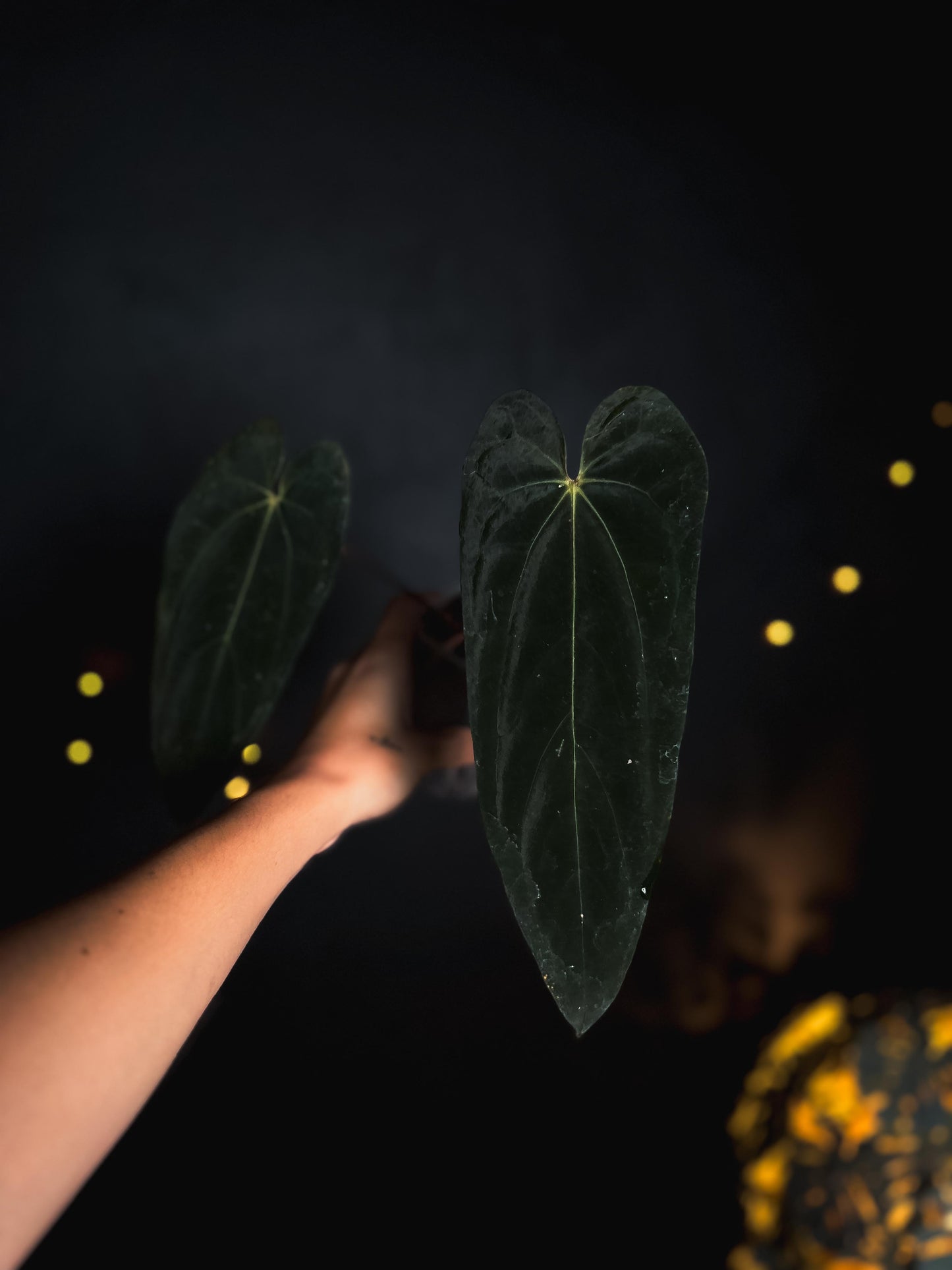Anthurium Fort Sherman narrow form