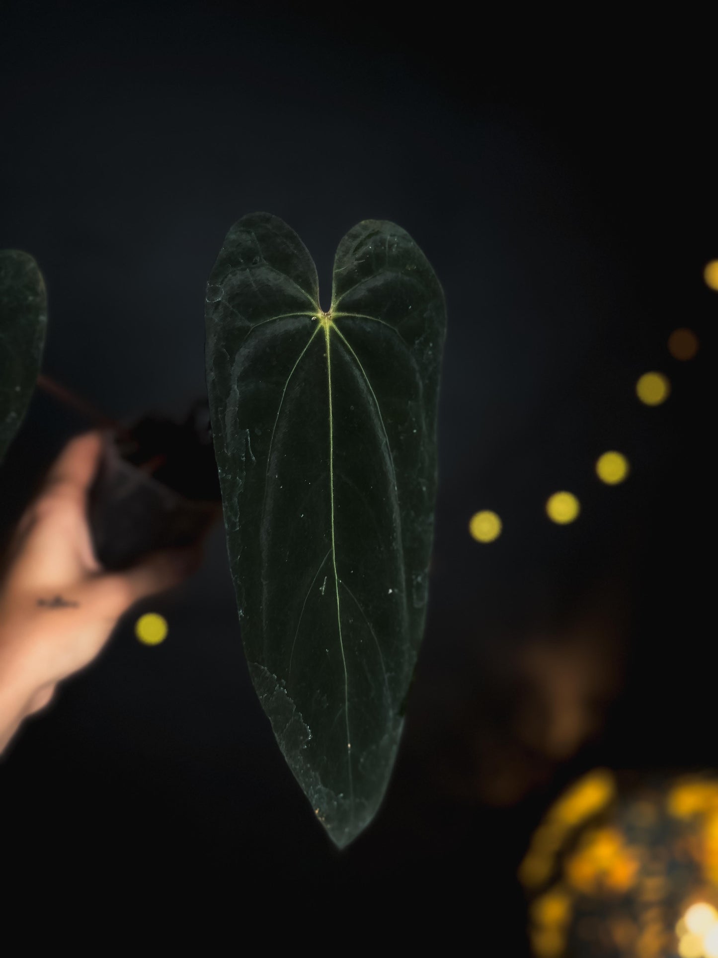 Anthurium Fort Sherman narrow form