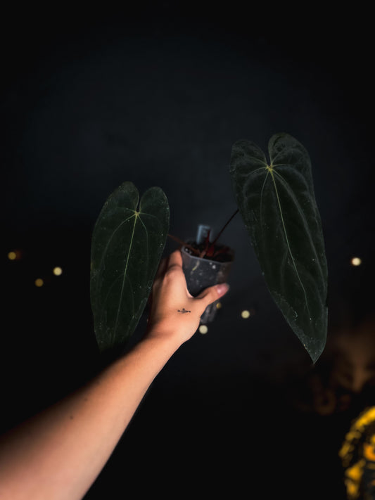 Anthurium Fort Sherman narrow form