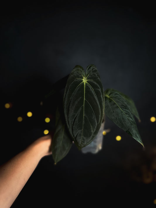 Anthurium papillilaminum old Indonesian cultivar