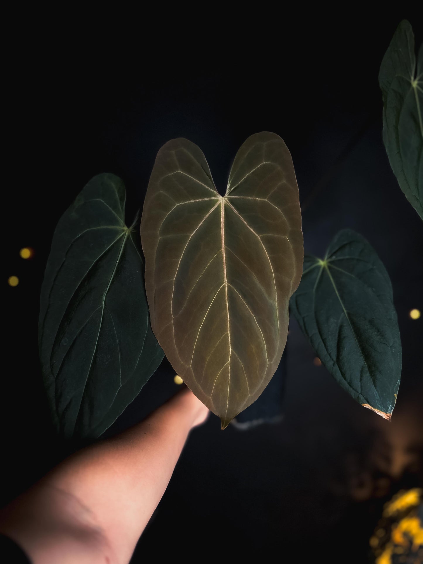 Anthurium blue papillilaminum - big size