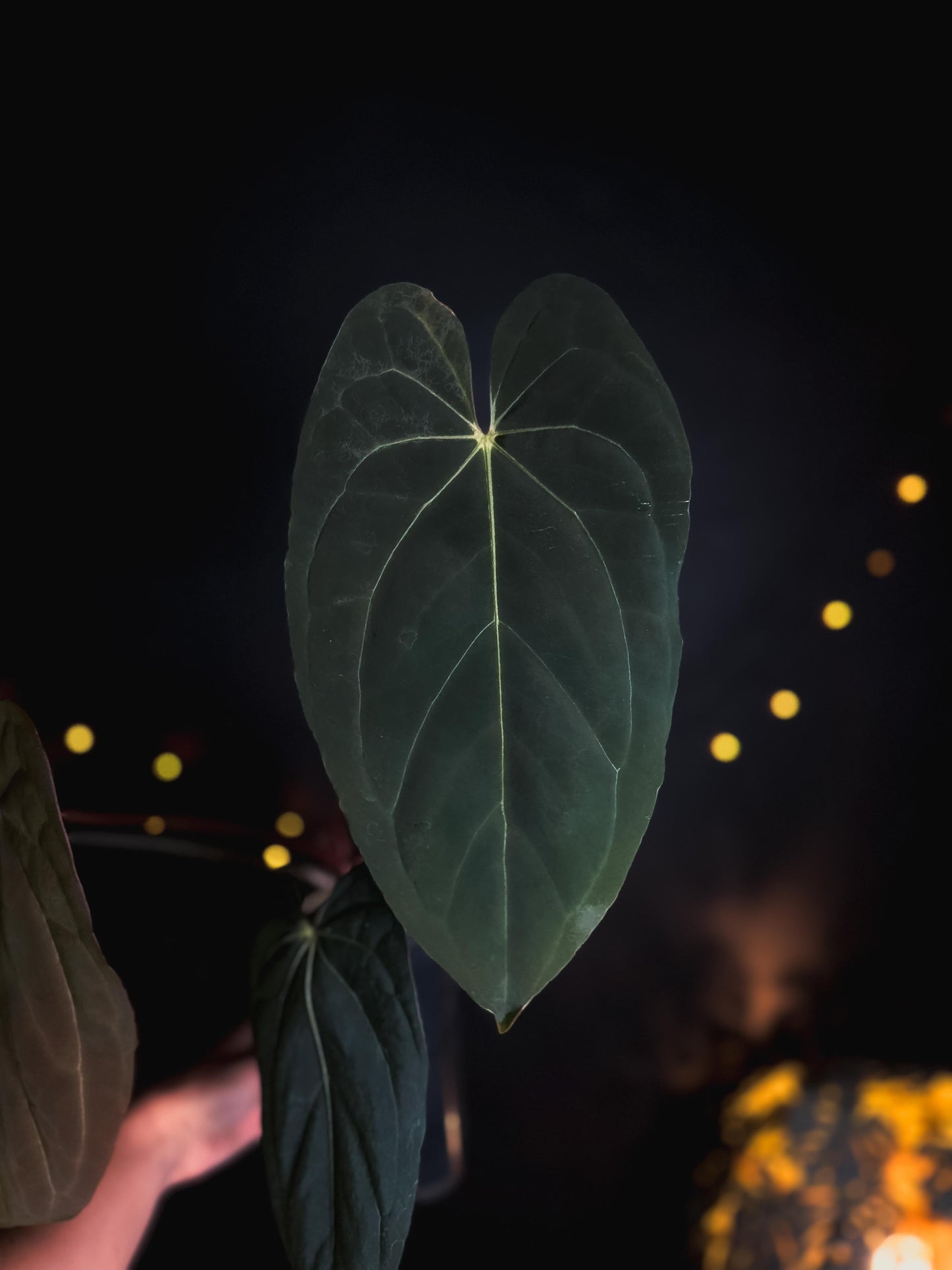 Anthurium blue papillilaminum - big size