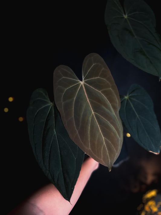 Anthurium blue papillilaminum - big size