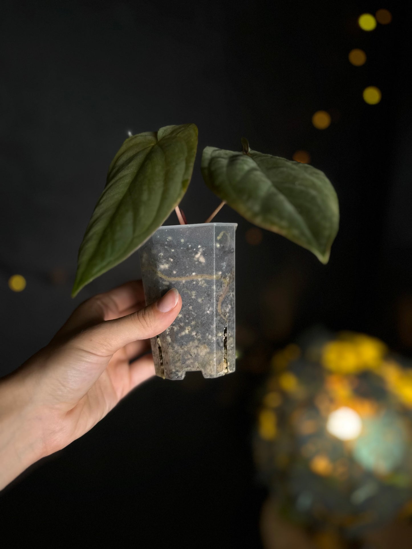 Anthurium Antalokii / BVEP S3 x OG1 - Scott Cohen