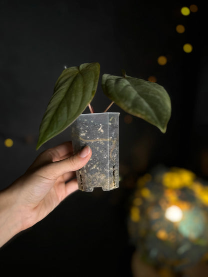 Anthurium Antalokii / BVEP S3 x OG1 - Scott Cohen