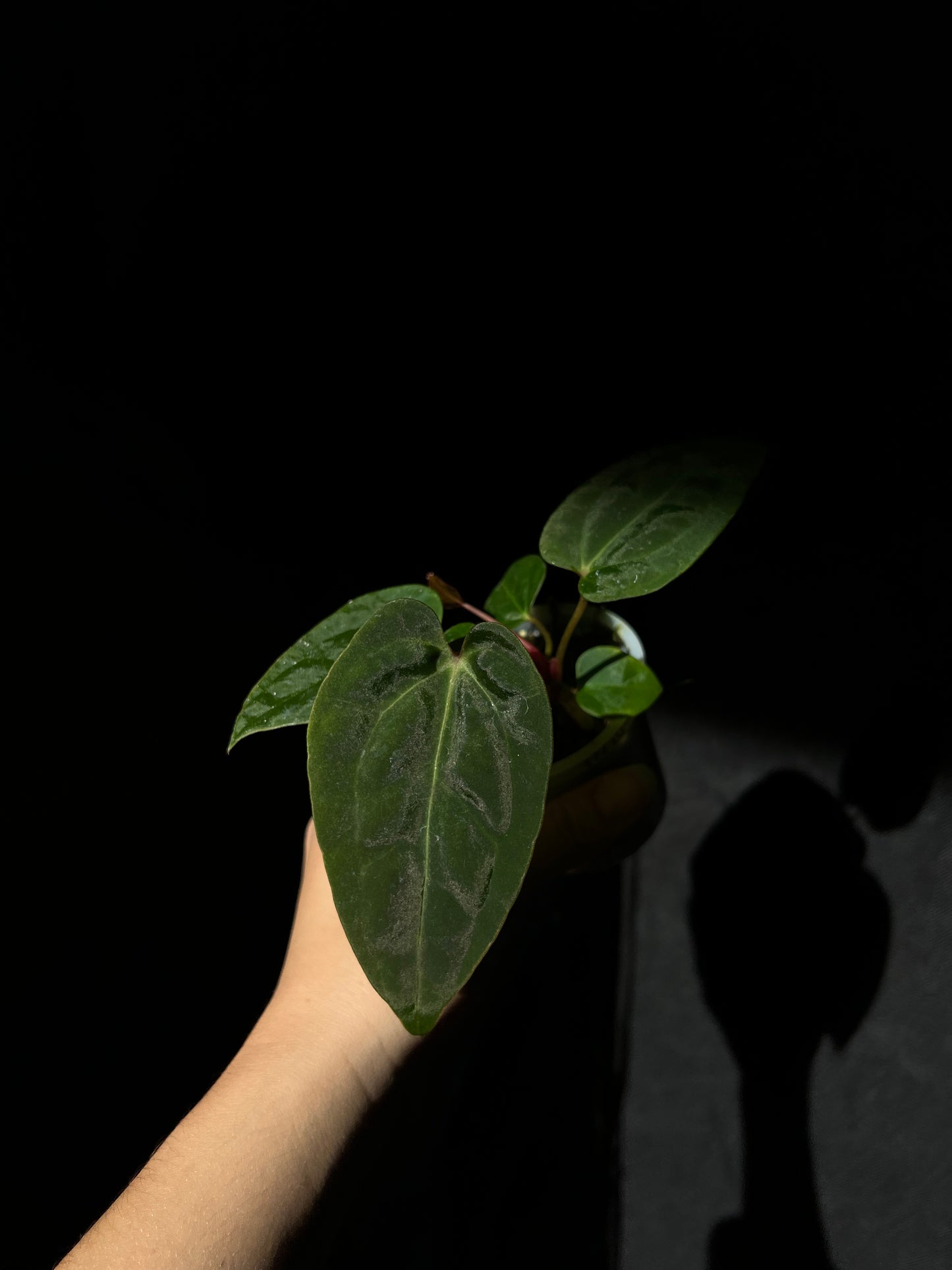 Anthurium papillilaminum seed