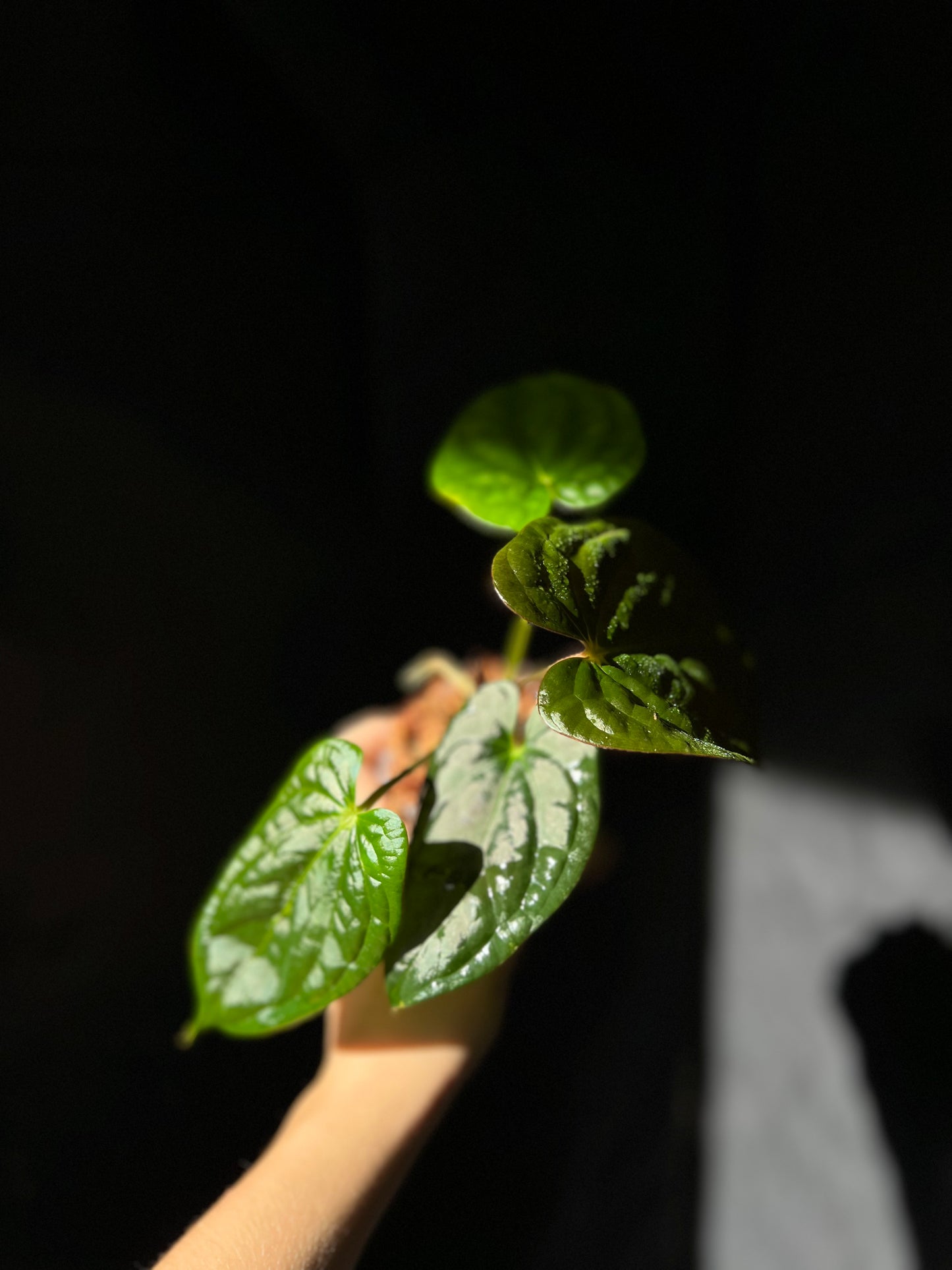 Anthurium Dark Phoenix x Luxurians