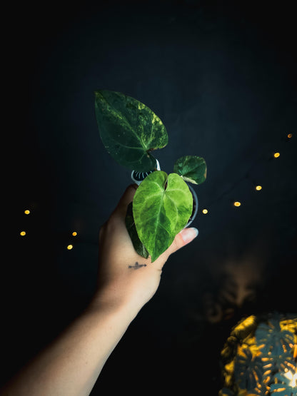 Anthurium Papillilaminum variegated x AOS