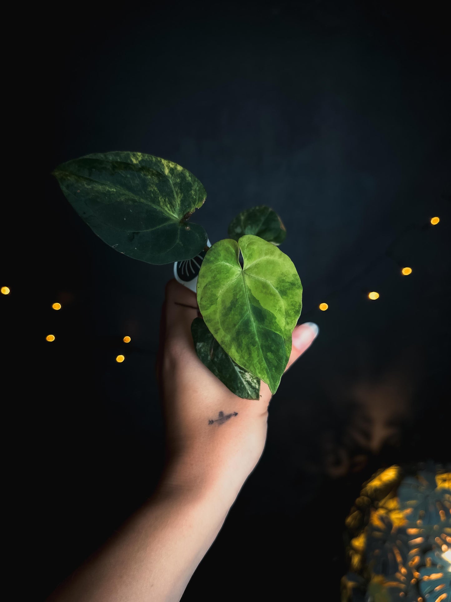 Anthurium Papillilaminum variegated x AOS