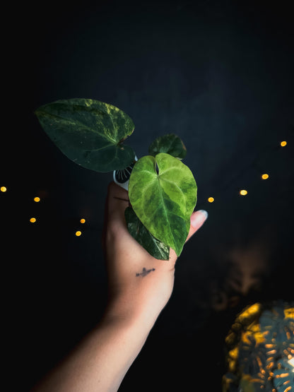 Anthurium Papillilaminum variegated x AOS