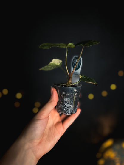 Anthurium Papillilaminum variegated x AOS