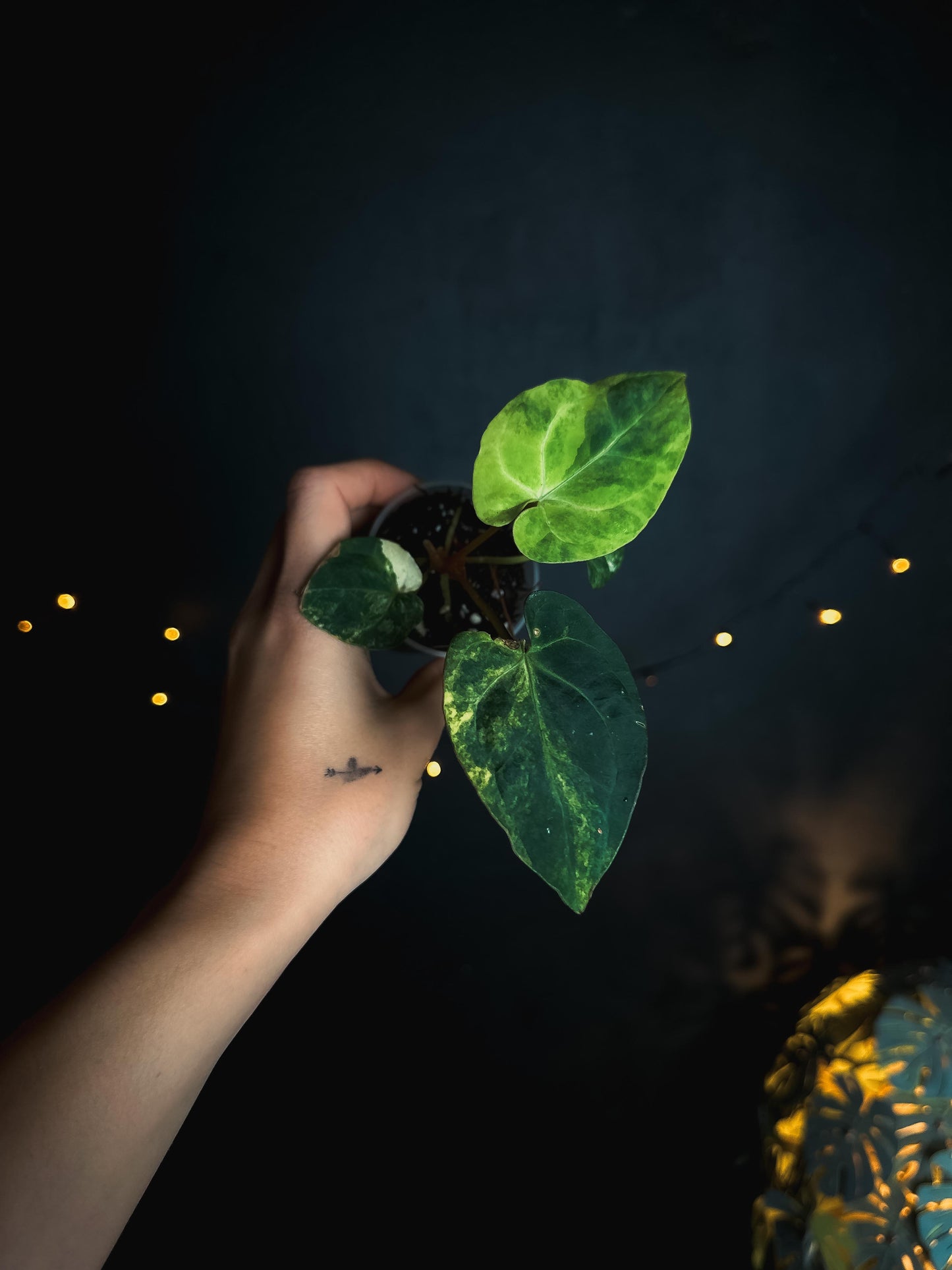 Anthurium Papillilaminum variegated x AOS